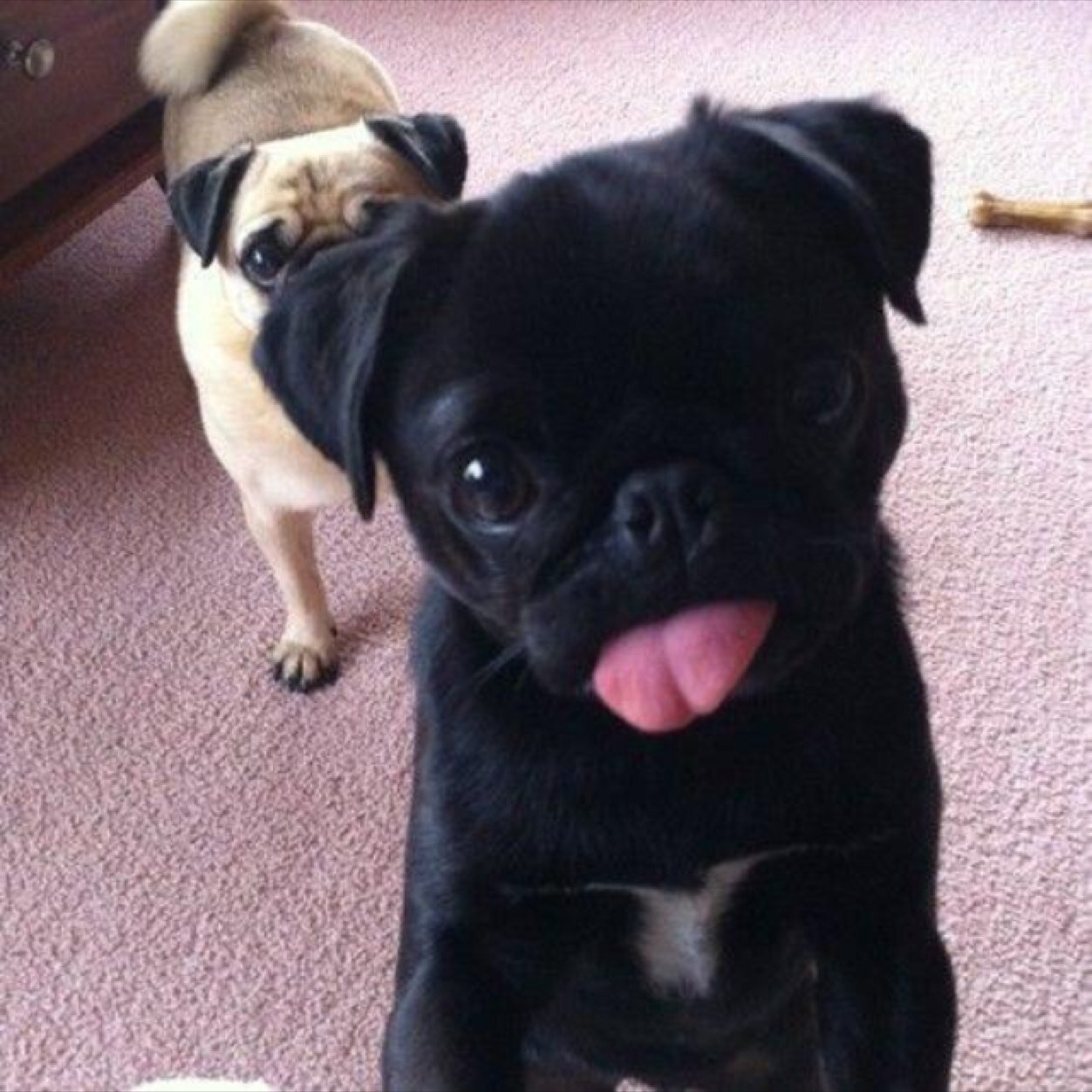 A black Pug standing up with its begging face and tongue out