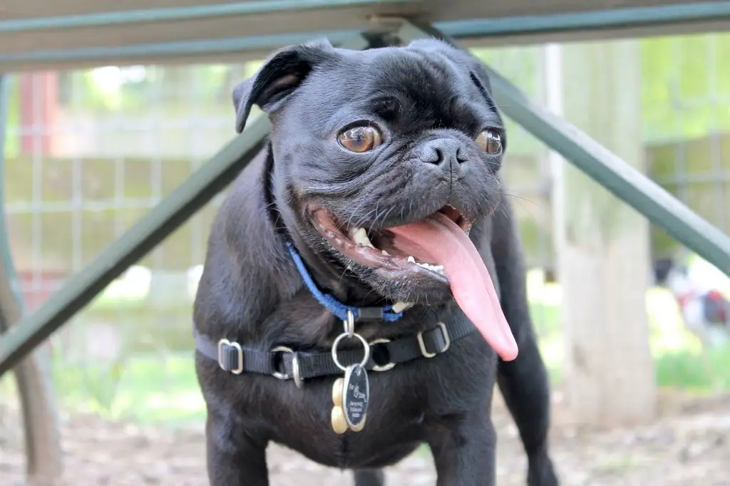 A Pug standing at the park with its tongue hanging out from the side of its mouth