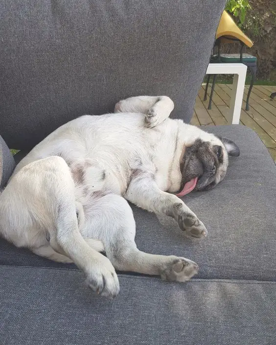 A Pug sleeping on the chair with its tongue out