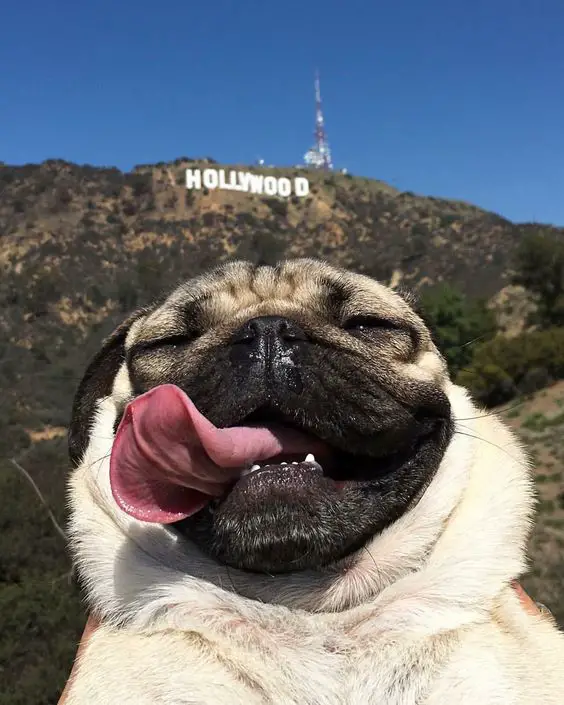 A Pug smiling with its tongue out with hollywood sign behind him