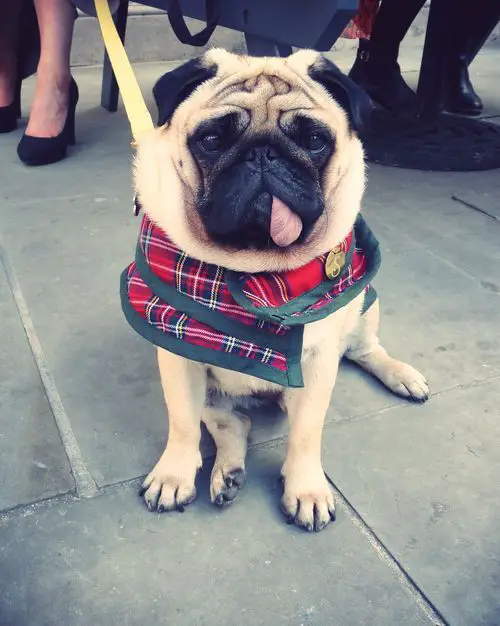 A Pug wearing a vest while sitting on the floor with its tongue out and sad face