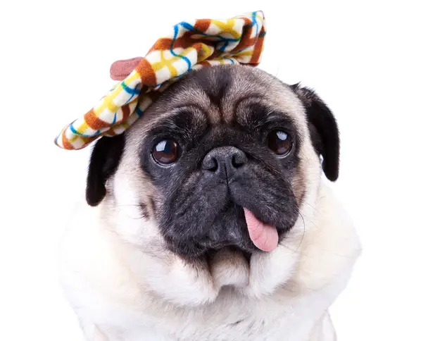 A Pug wearing a colorful head piece with its tongue out