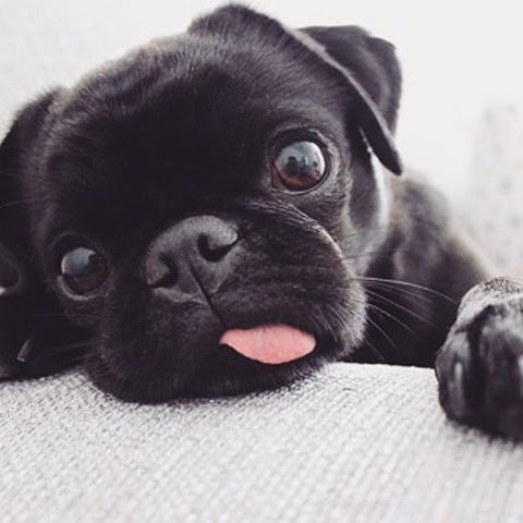 A black Pug lying on the couch with its tongue out