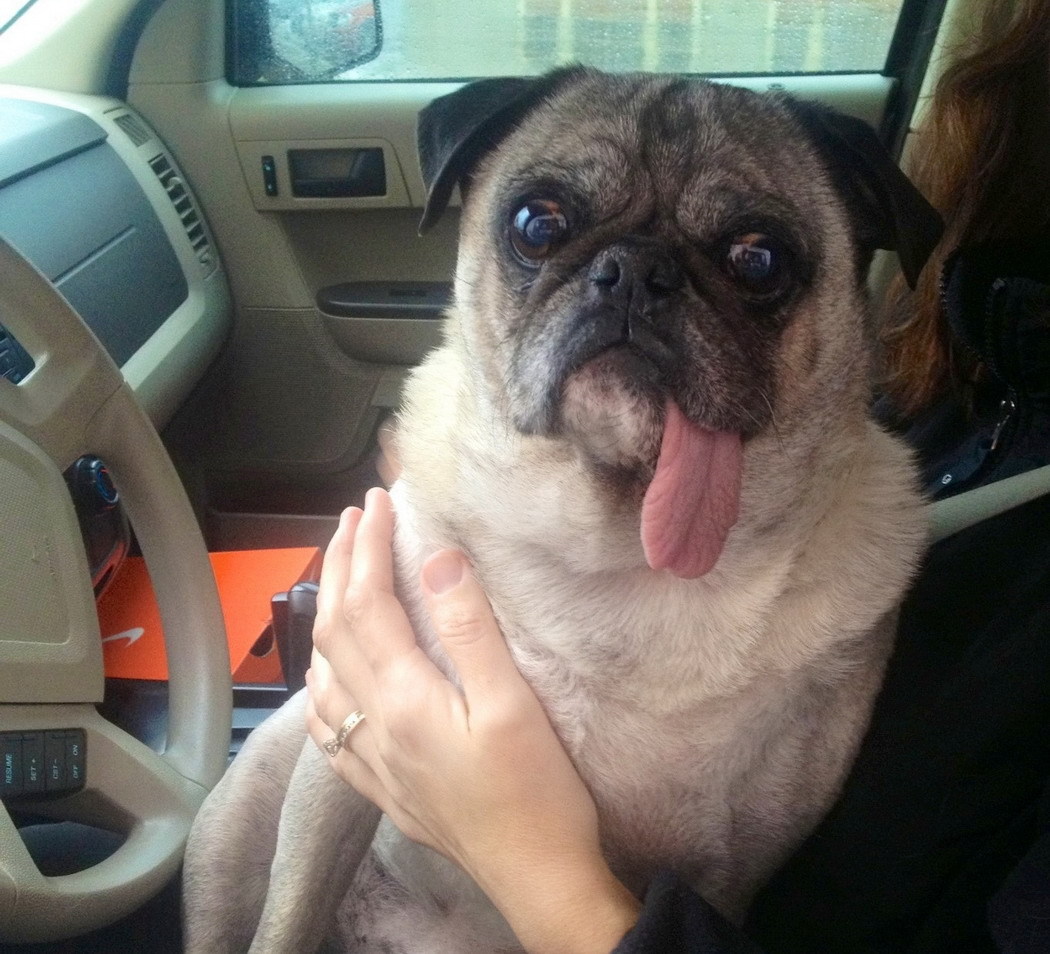 A Pug sitting on the lap of woman in the driver's seat with its tongue out