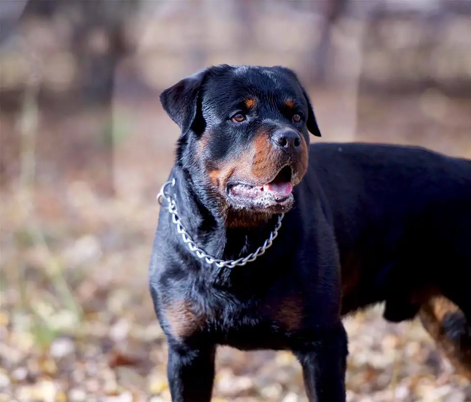Rottweiler walking in the forest