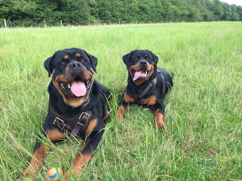 two Rottweilers lying down on the green grass in the field