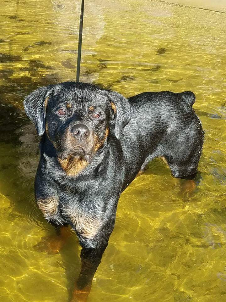 wet Rottweiler standing in the water