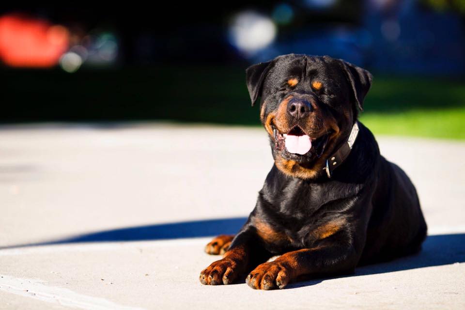 Rottweiler sunbathing