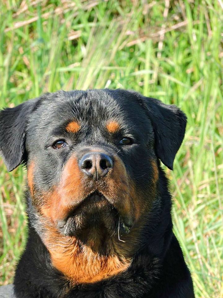 close up serious face of a Rottweiler under the sun