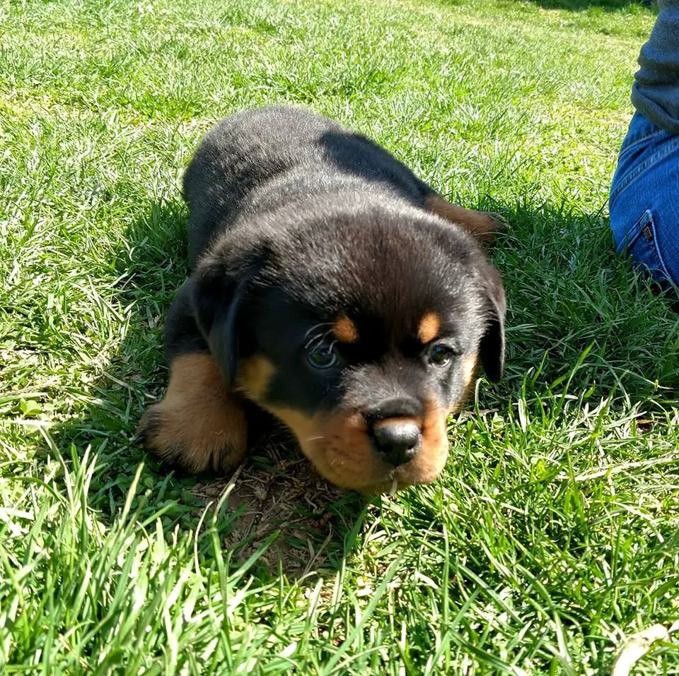 Rottweiler puppy crawling in the green grass