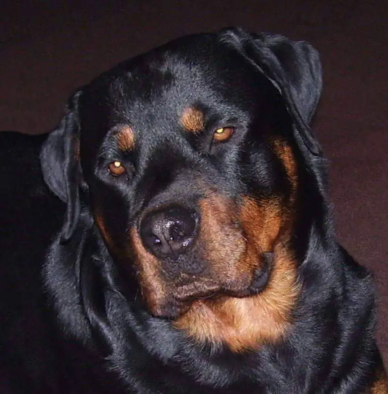 close up face of a Rottweiler