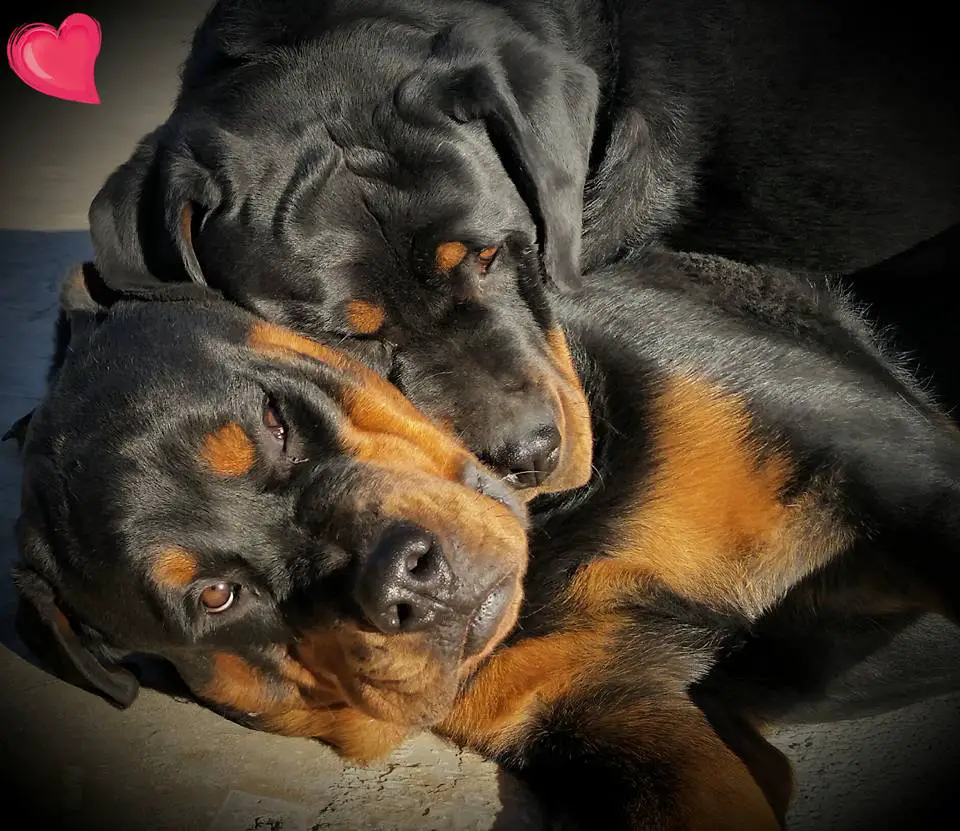 two Rottweilers snuggled up with each other while lying on the floor