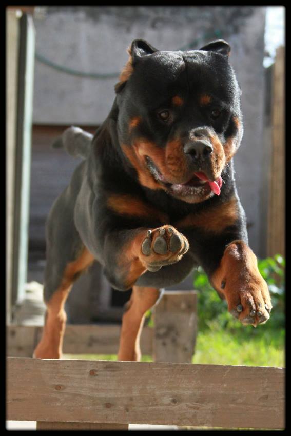 Rottweiler running running over the fence