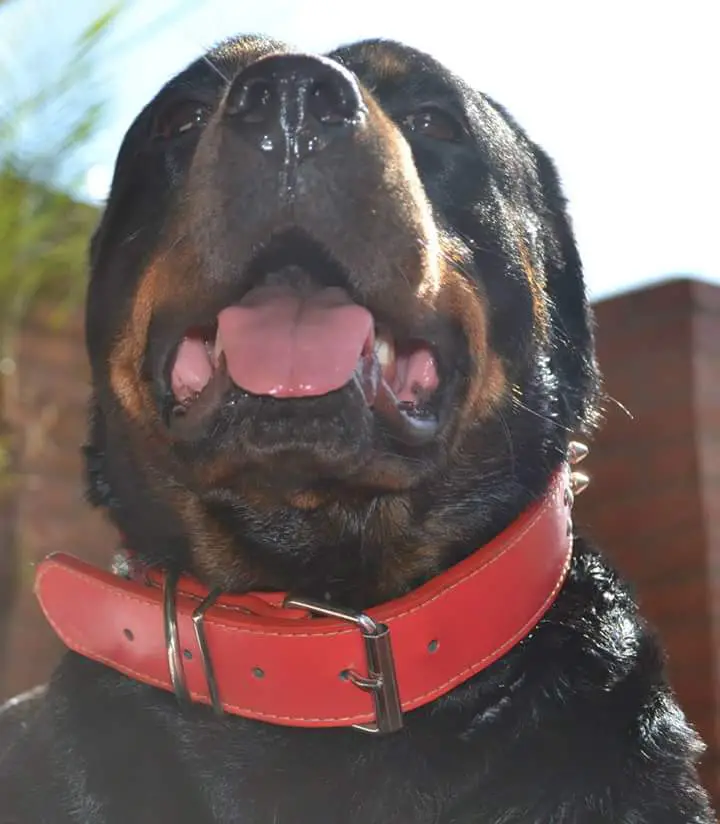 Rottweiler wearing red collar while looking up