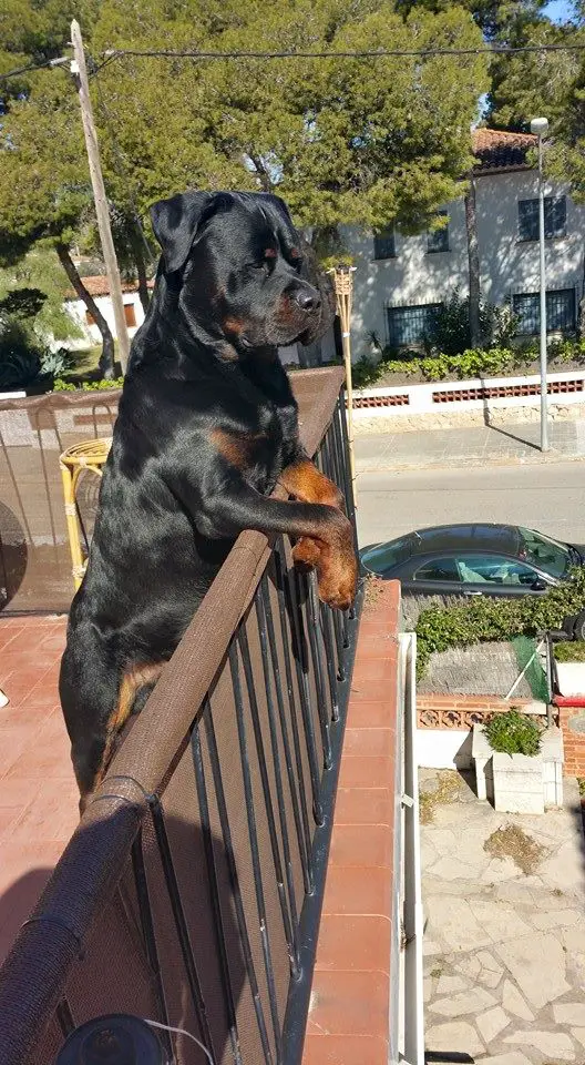 Rottweiler standing up against the railing in the balcony