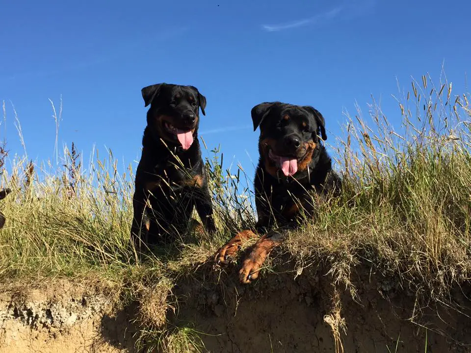 two Rottweilers sitting and lying down on the grass in the mountain under the blue sky