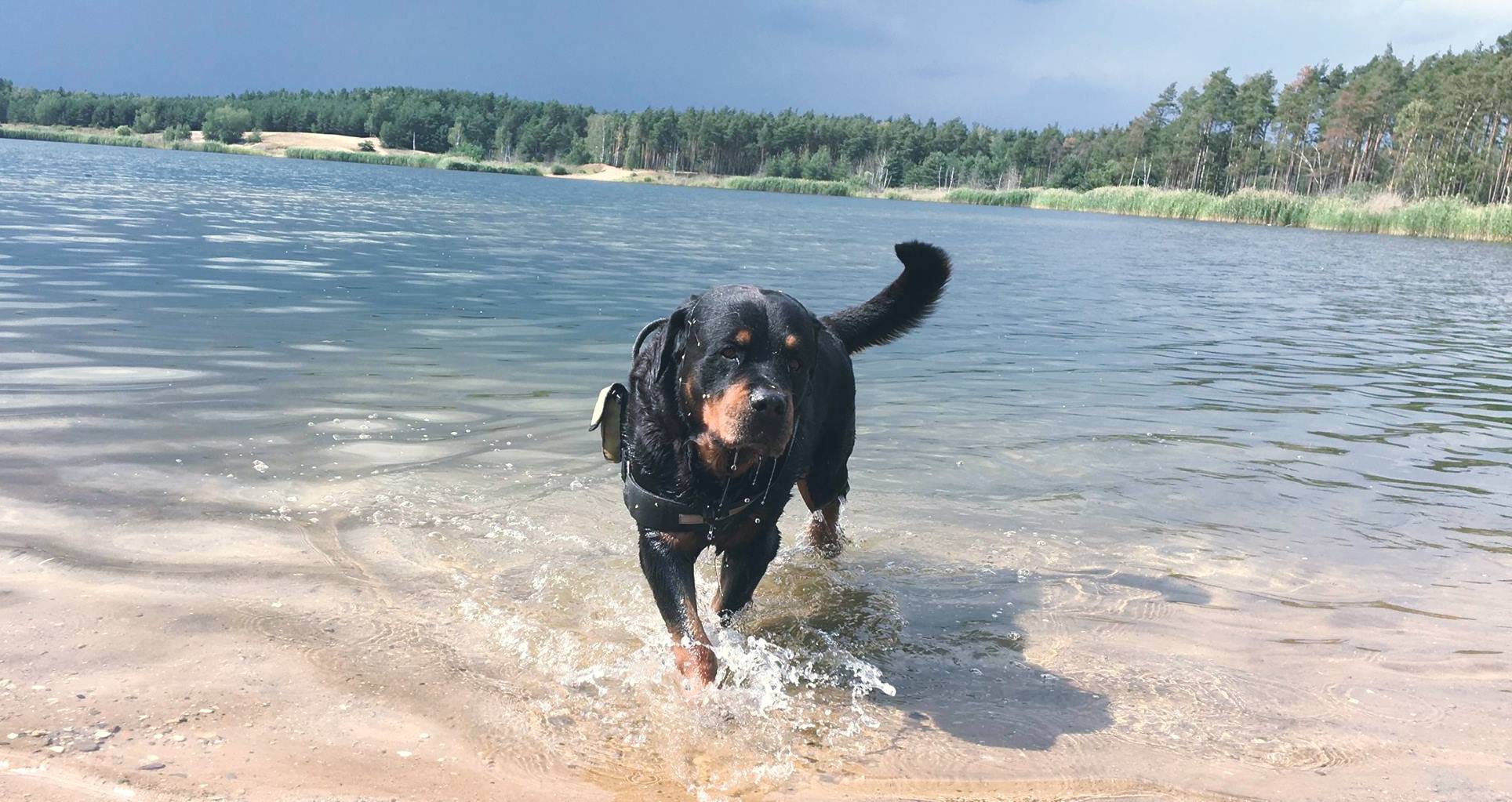 Rottweiler running in the water at the beach