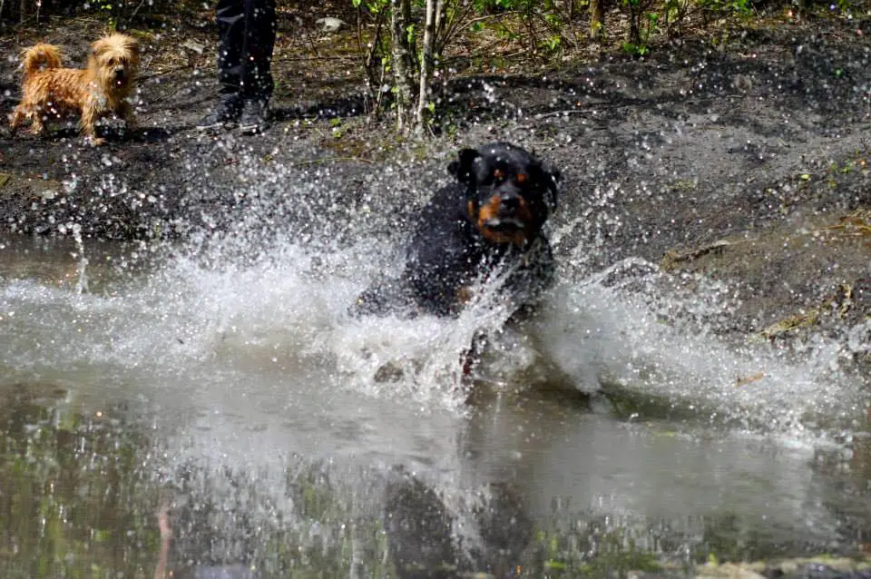 Rottweiler running in the water