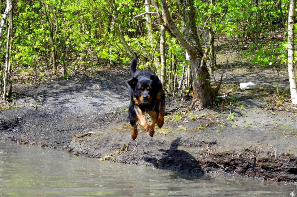 Rottweiler jumping towards the water in the lake