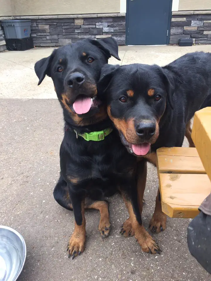 two Rottweilers beside each other
