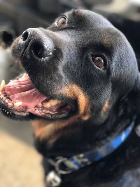 Rottweiler smiling while looking