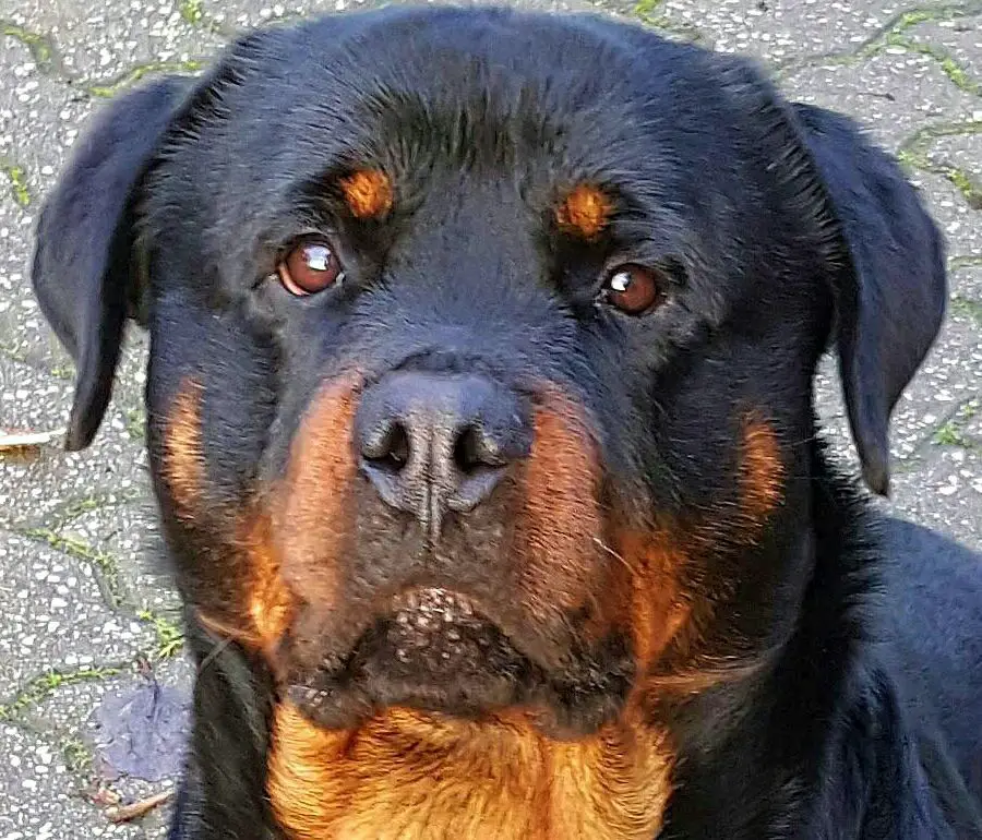 close up face photo of the face of Rottweiler