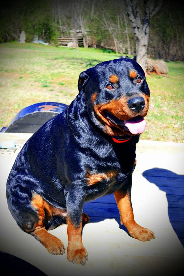Rottweiler sitting on top of the table at the park