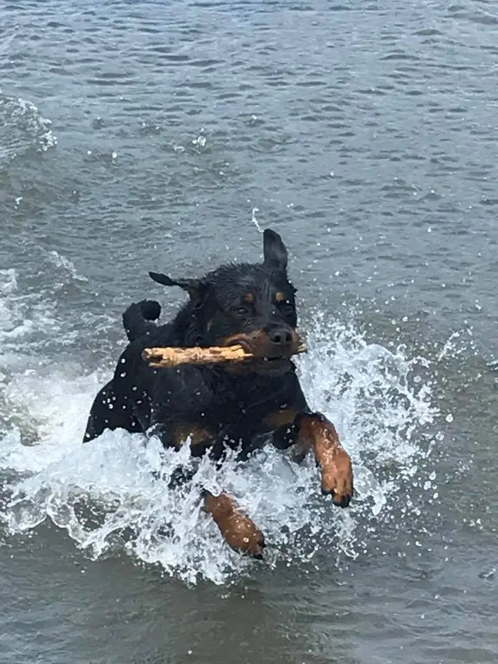 Rottweiler running in the water fetching a stick