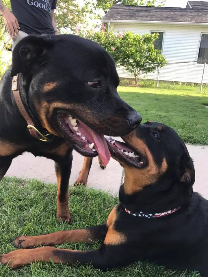 adult and puppy Rottweiler in the front yard with their face close together