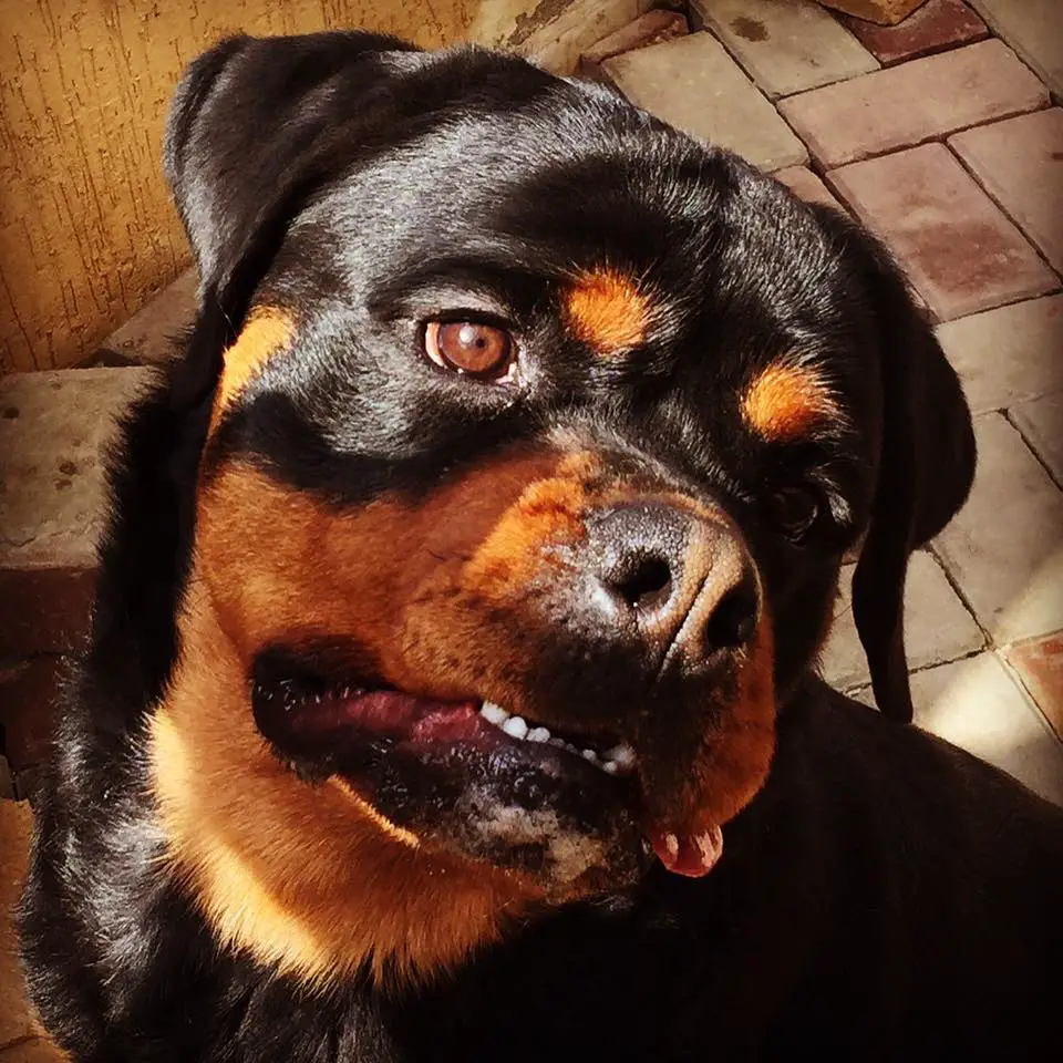 close up funny face of a Rottweiler