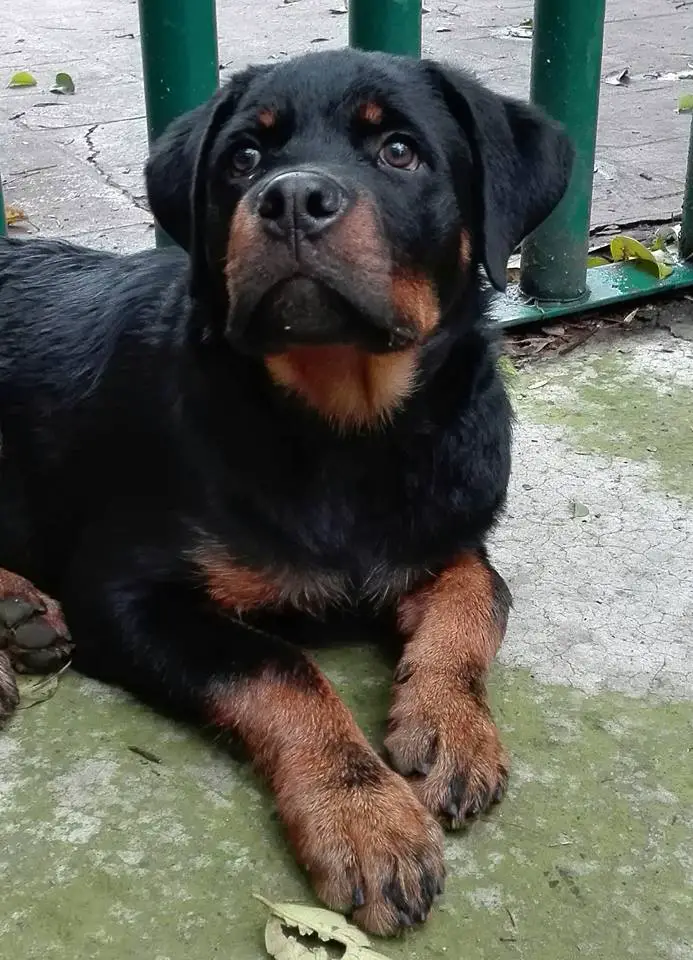 Rottweiler puppy lying on the pavement by the fence while looking up with its curious face