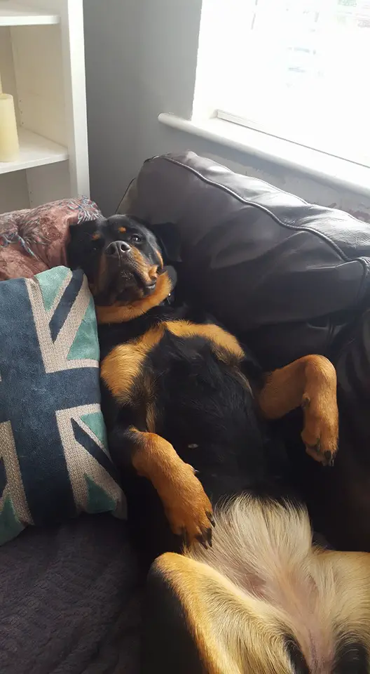 Rottweiler lying on its back on the couch