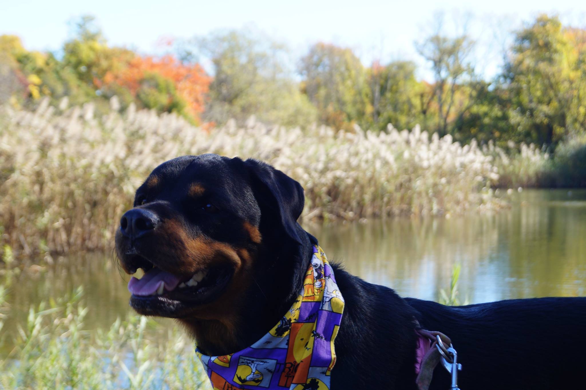 Rottweiler by the lake in the forest