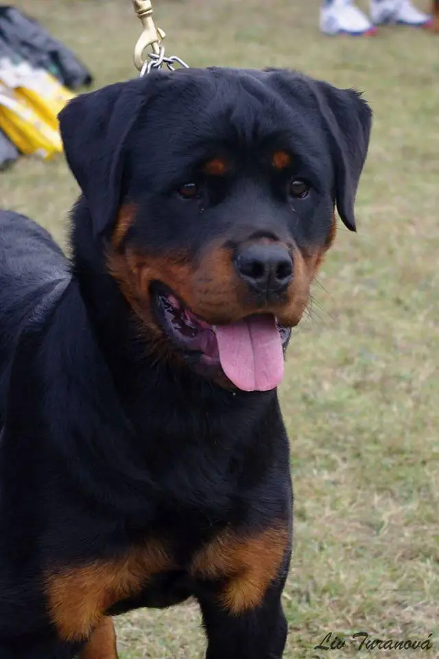Rottweiler walking at the park