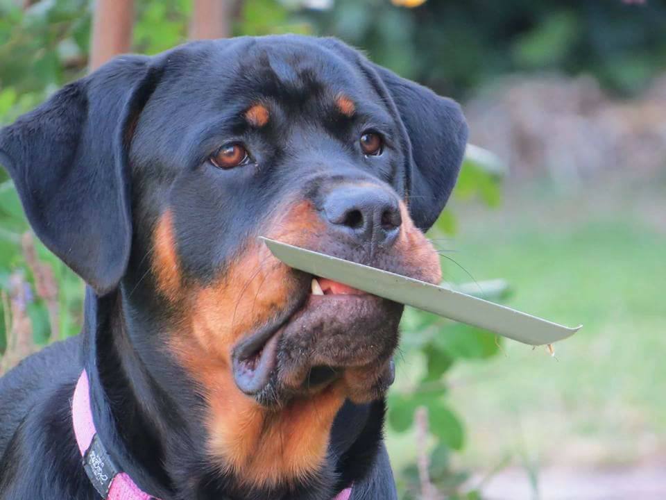 Rottweiler with a leaf in its mouth