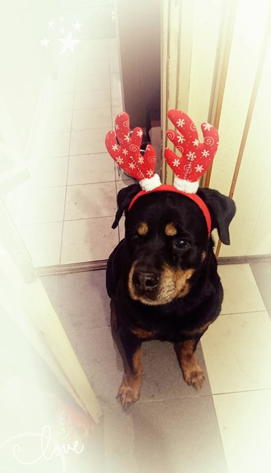 Rottweiler sitting on the floor while wearing a reindeer head piece