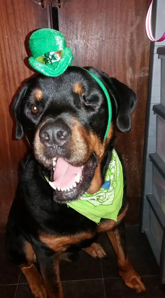 Rottweiler sitting on the floor wearing a green scarf and a St. Peter day hat headband