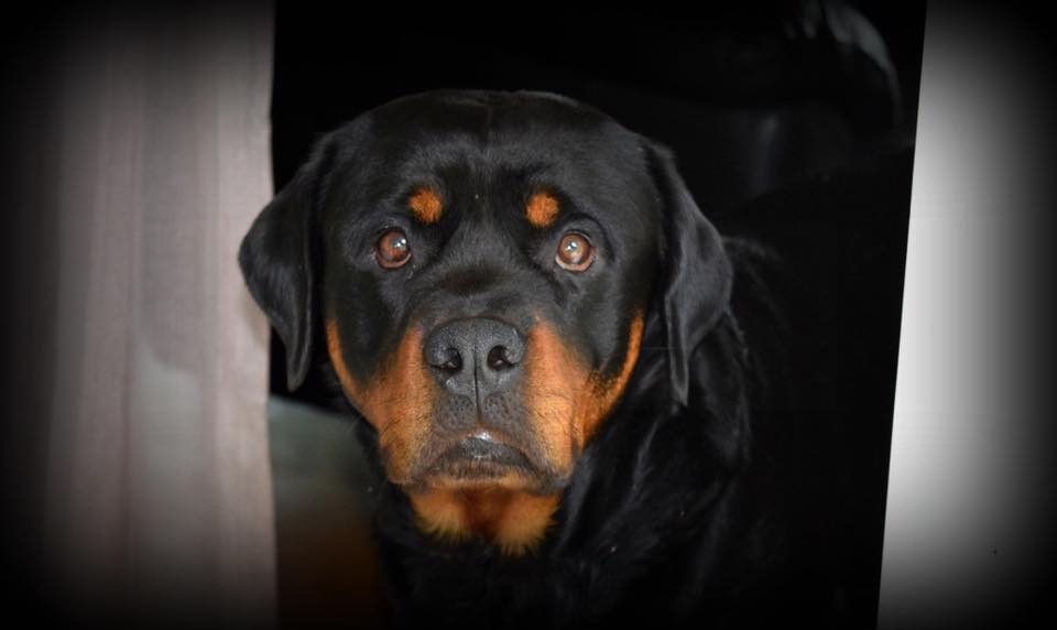 Rottweiler staring with its adorable eyes