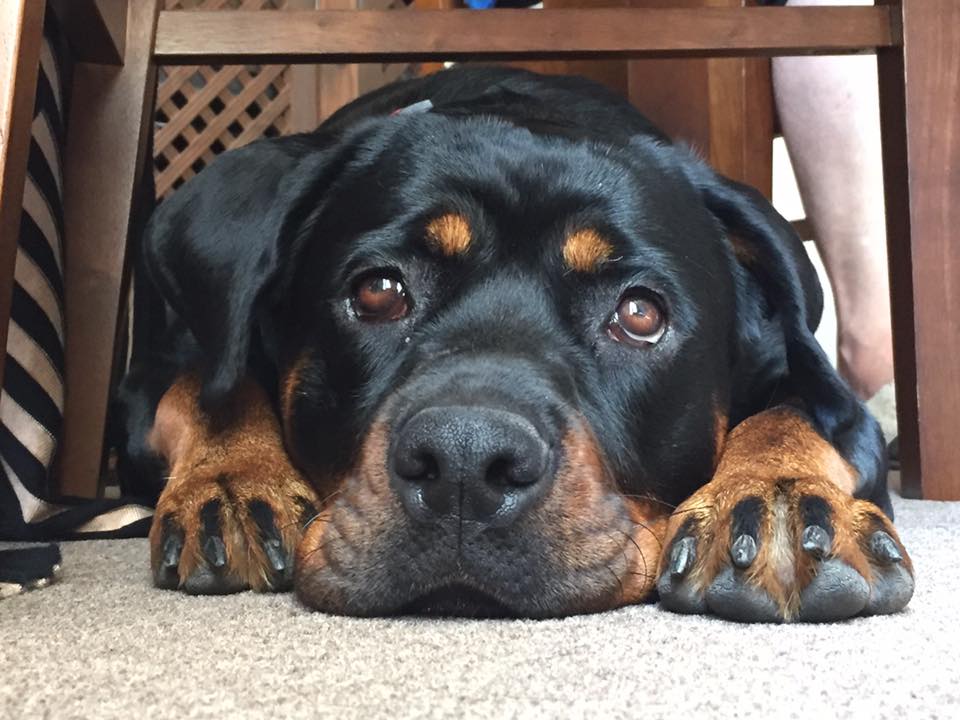 Rottweiler lying down on the floor under the chair