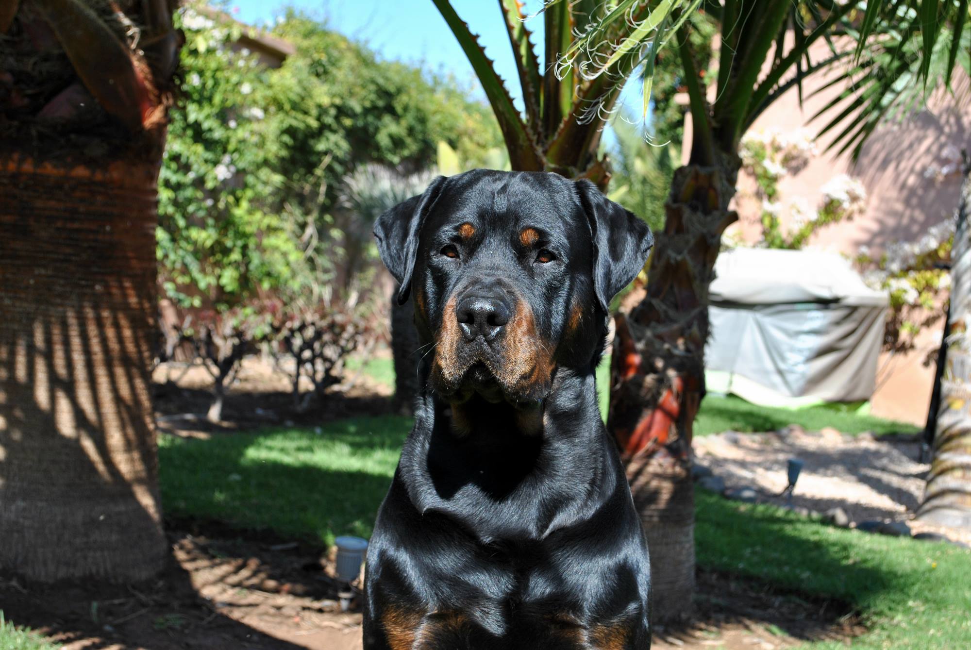 Rottweiler sitting on the ground at the park