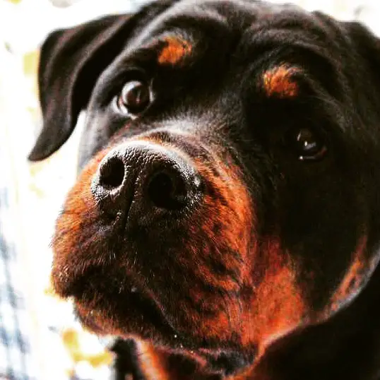 close up photo of a Rottweiler staring with its curious face