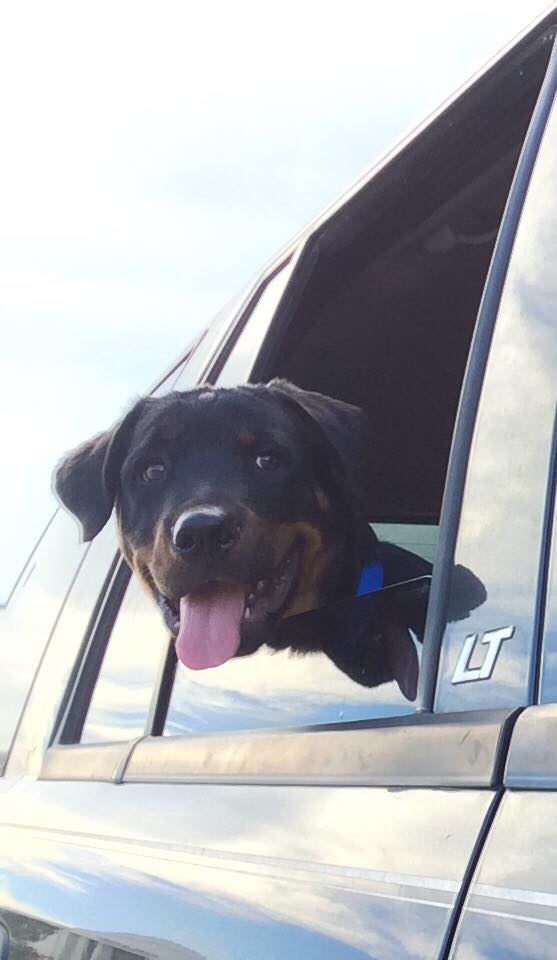 Rottweiler inside the car with its head out the window