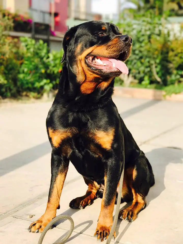Rottweiler sitting on the pavement while looking on his left side 