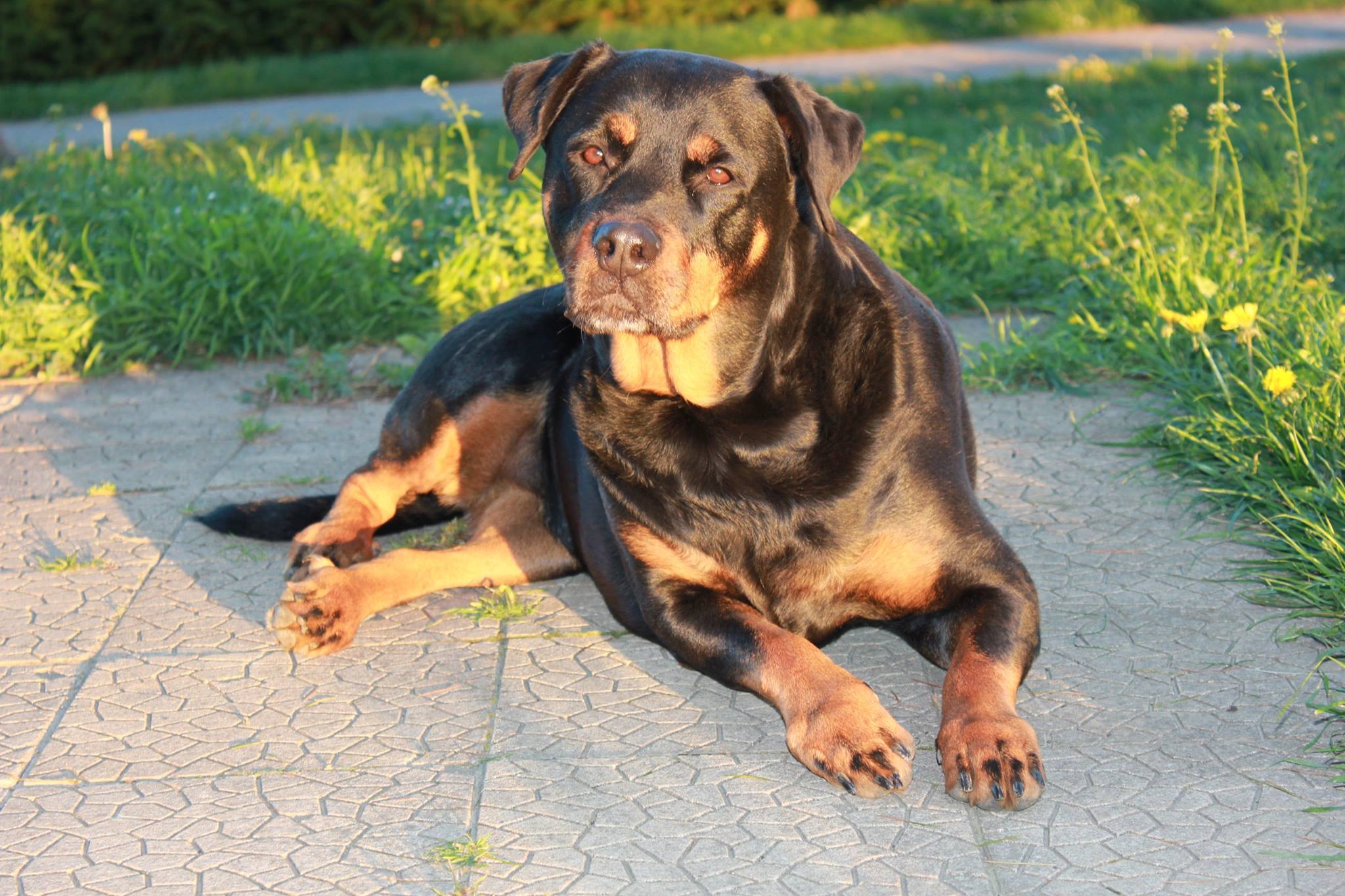 Rottweiler lying down on the floor in the yard