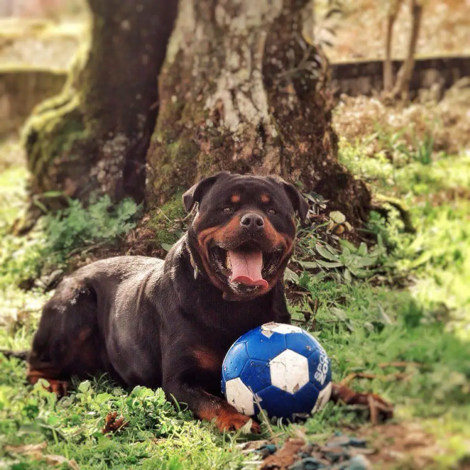 Rottweiler lying on the grass in the forest with his ball