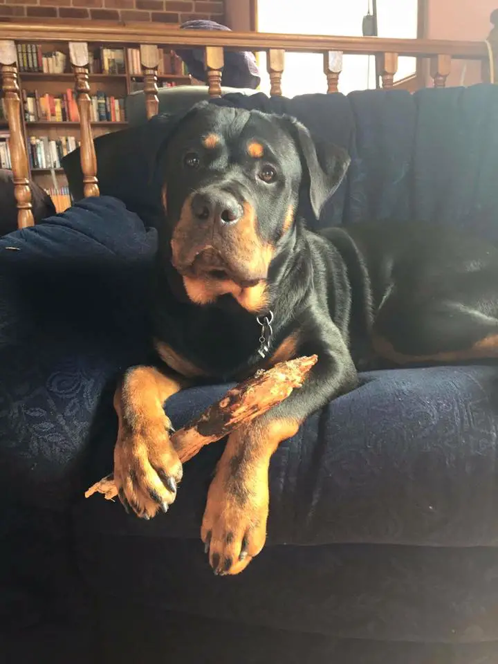 Rottweiler lying on the couch with a stick in its hand
