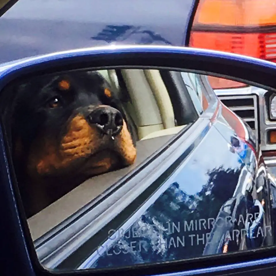 sideview mirror reflection of a Rottweiler looking outside from the car window