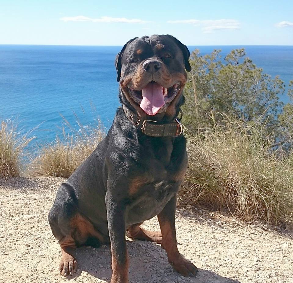 Rottweiler sitting on the cliff with the view of the ocean in the background