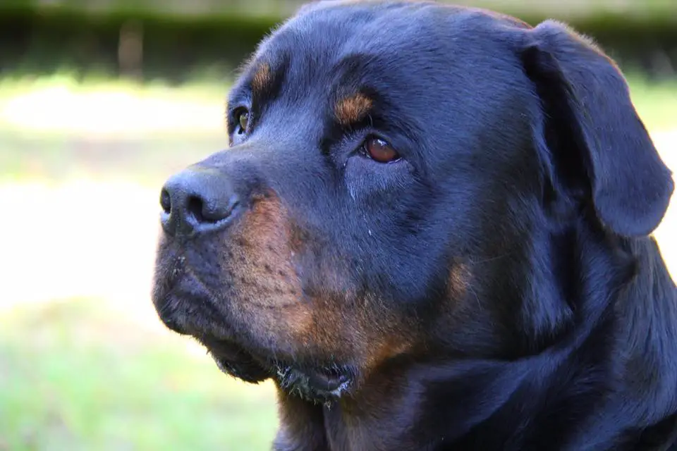 sideview face of the Rottweiler