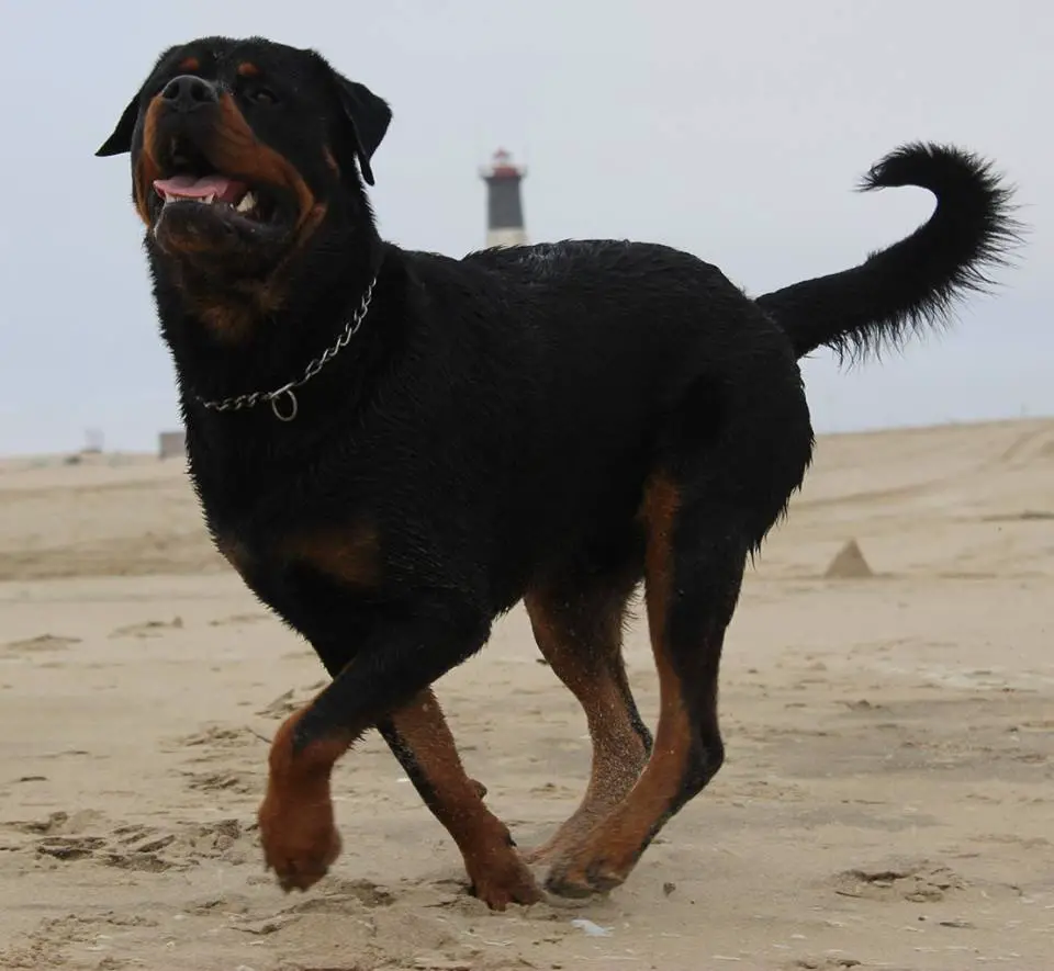 Rottweiler running in the sand